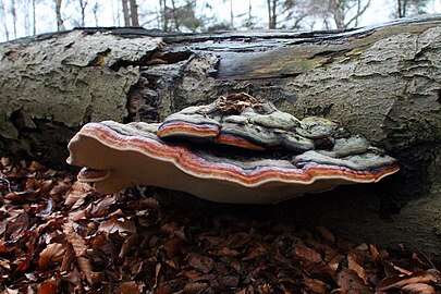 Roodgerande houtzwam (Fomitopsis pinicola)