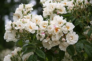 English: Thalia rose - Bagatelle Rose Garden (...