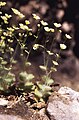 La Saxifraga arachnoides Sternb. Sassifraga ragnatelosa