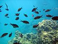 School of chromis (saddled seabream in the background)