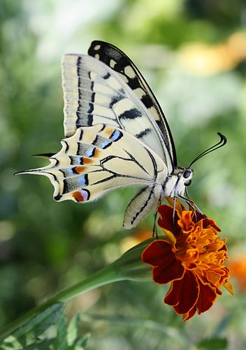 Махаон (Papilio machaon) на цветке бархатца