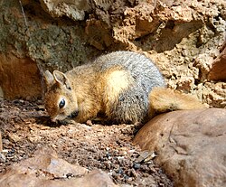 Sciurus anomalus - Jeita Grotto.jpg