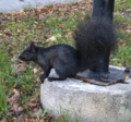 Scoiattolo nero del Canada (Sciurus carolinensis)