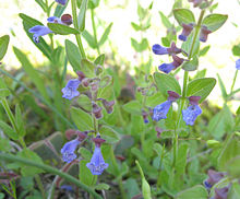 Scutellaria parvula.jpg