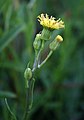 Senecio citriceps