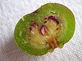 Fruit de Souroubea guianensis (coupe)