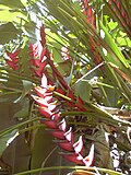 Miniatura para Heliconia bihai