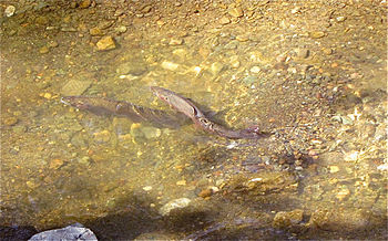 Steelhead trout digging redd March 2013 Stevens Creek.jpg