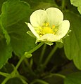 Strawberry flower 1.JPG