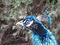 Ein Blauer Pfau in Südafrika (November 2008)