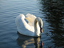Swan In Water.jpg
