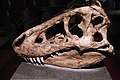 Moulage de fossile de Tarbosaurus. 70 M. années[24]. À toucher