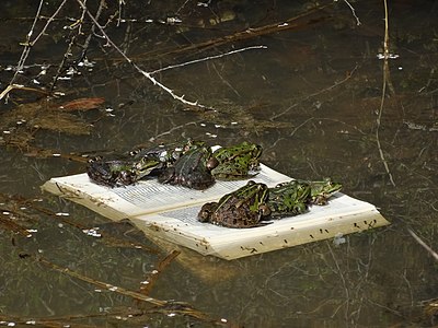 Sonderpreis der Jury: Teichfrösche (auf einem Buch) bei der Teufelsbrücke im Goldersbachtal im Schönbuch, südwestlich von Stuttgart. Aufgeschlagen ist William Shakespeare: Verlorene Liebesmüh, vierter Aufzug, erste Szene.