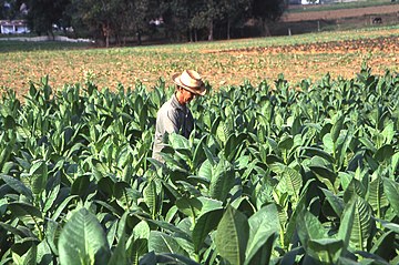 Tobacco field in Pinar del Rio