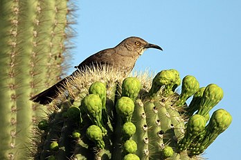 Un moqueur à bec courbe (Toxostoma curvirostre) perché sur un cactus saguaro (Carnegiea gigantea) en Arizona, 2009. (définition réelle 1 909 × 1 272)