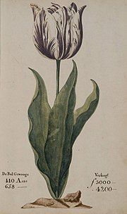 180px Tulipomania