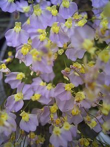 Utricularia bisquamata flora.jpg