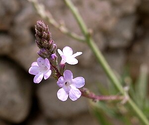 마편초(Verbena officinalis)