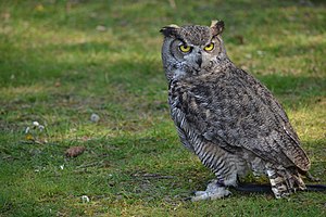 Owl In Grass,stills,wallpapers,image,pic,picture,photo.300 x 200 resolution wallpapers,owl wallpapers,best owl wallpapers,yellow eyes owl wallpapers