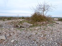 Dolmen du Genévrier