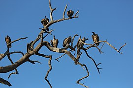 נשרים אפריקניים (שם מדעי: Gyps africanus, הידועים גם בשם נשר לבן-גב ) ליד נהר קוונדו.