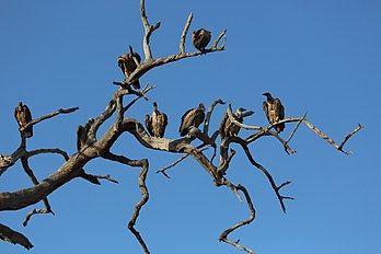 Bando de abutres-de-rabadilha-branca (Gyps africanus) próximo do rio Cuando, Parque nacional de Chobe em Botswana. (definição 5 760 × 3 840)