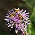 Wiesen Flockenblume mit Bienen