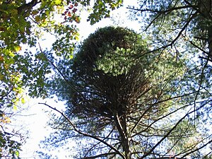 Witch's broom on a white pine. Witch's broom pinus strobus.jpg