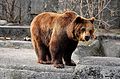 Brown bear