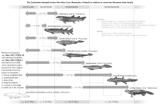 Oldest tetrapod tracks from Zachelmie in relation to key Devonian tetrapodomorph body fossils Zachelmie tracks vs selected Devonian fossils.svg