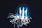 Vignette pour Zooplancton