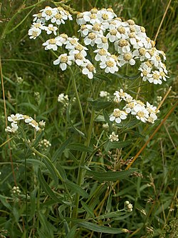 Vītolu ķērmelīte (Ptarmica cartilaginea)