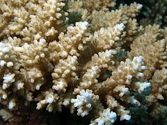 Vista de ramas y coralitos de A. polystoma en isla Mer, Australia