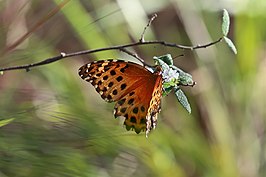 Anetia pantheratus