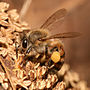 Miniatura para Apis mellifera