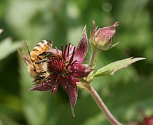 Apis mellifera on Potentilla palustris.JPG