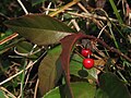 Miniatura para Ardisia japonica