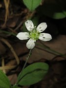 雄蕊は10個、花柱は3個ある。