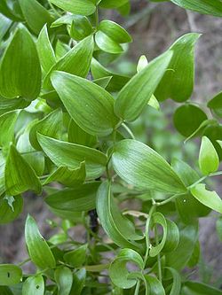 Asparagus asparagoides leaves.jpg