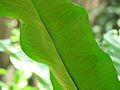 葉の裏側。近縁種と比較して線状の胞子嚢群が長い (八丈島植物公園)