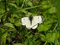 Aurorafalter (Anthocharis cardamines)