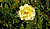 Осенние розы, Ботанический сад, Белфаст (3) - geograph.org.uk - 984833.jpg