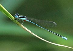 ♂ Azuragrion nigridorsum