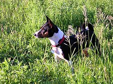 Basenji tricolor.jpg