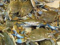 Blue Crabs at Maine Avenue Fish Market.jpg