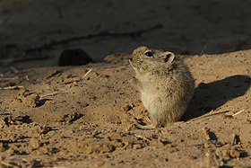 Parotomys brantsii no Kgalagadi Transfrontier Park