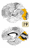 Brodmann Cytoarchitectonics 19.png