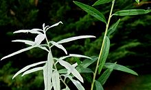 Buddleja alternifolia 