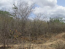 Caatinga na estação seca em Queimadas, PB