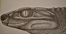 Cabeza de Notosuchus terrestris